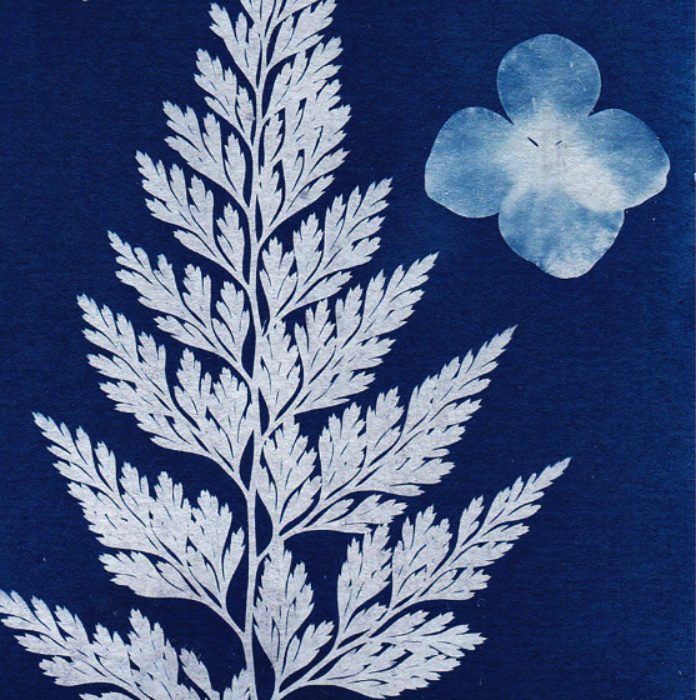 Cyanotopi 